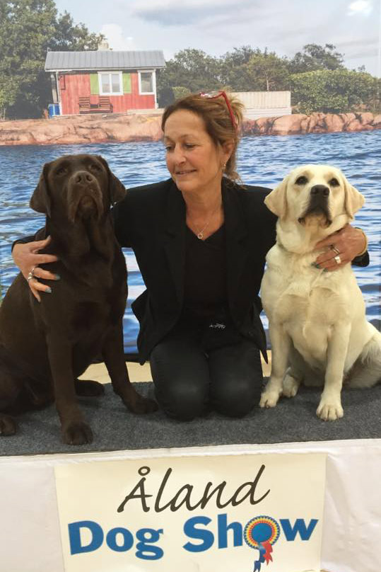 Uppfödaren med sina labradorer på ett podium