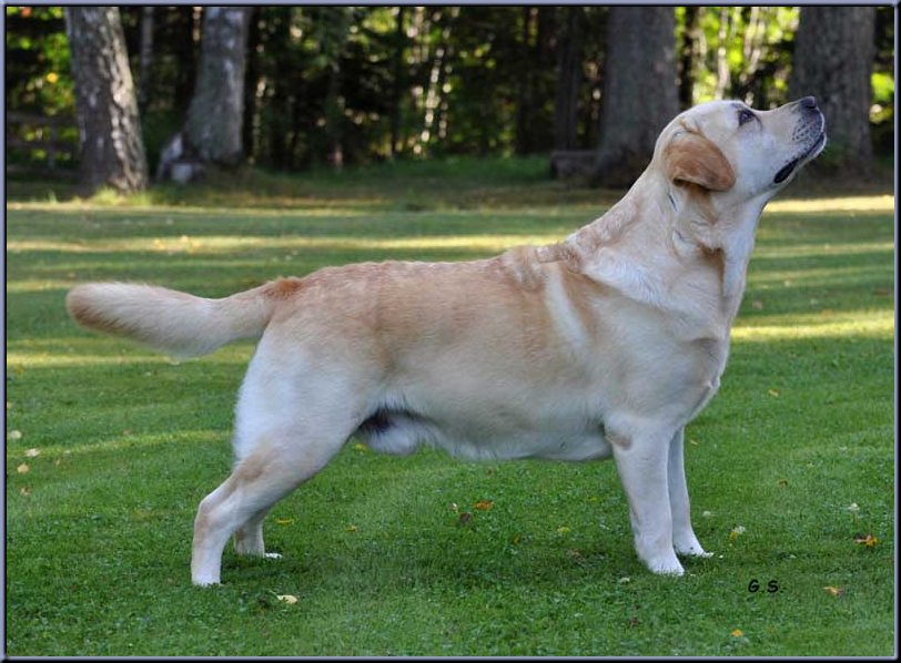 gul labrador står snyggt