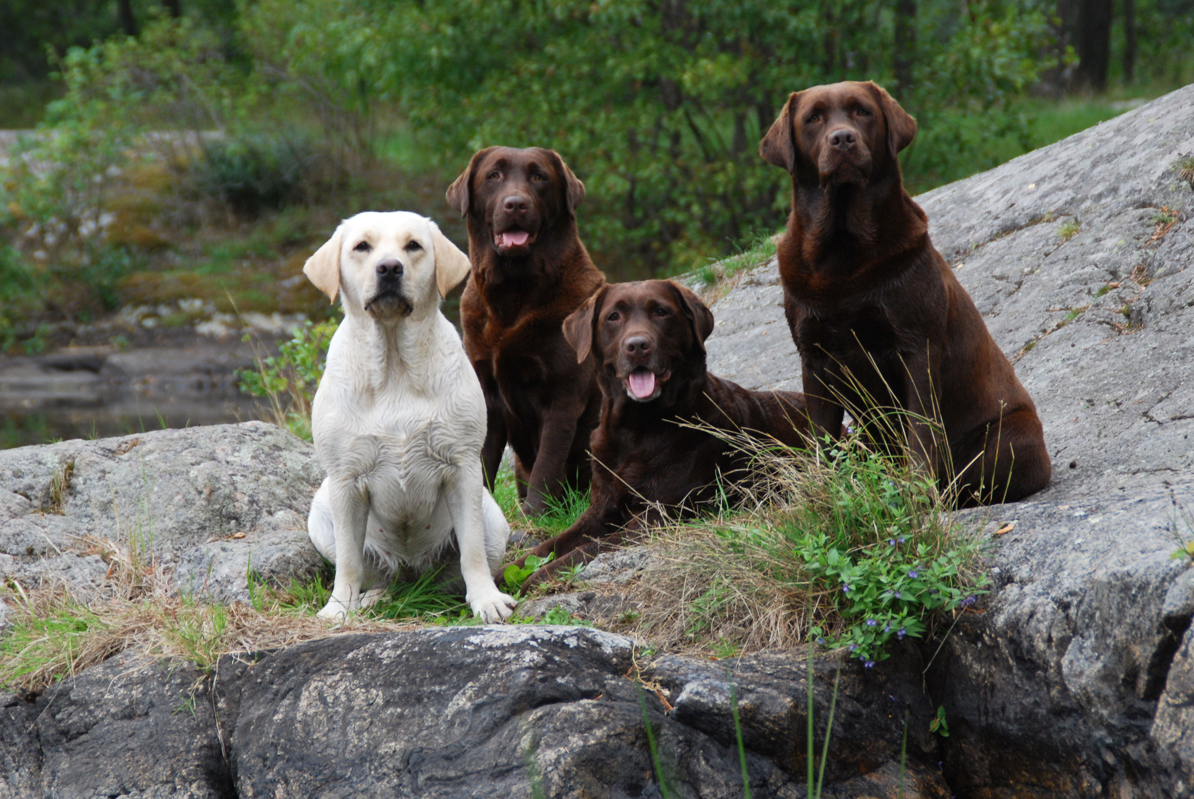 fyra labradorer på en sten vid vattnet