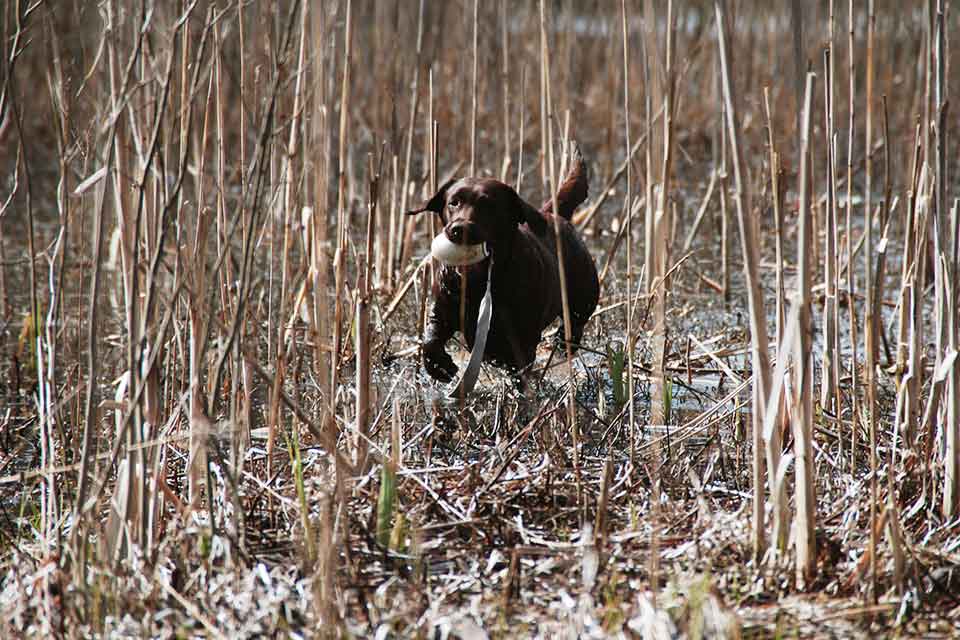 brun labrador som apporterar i vassen