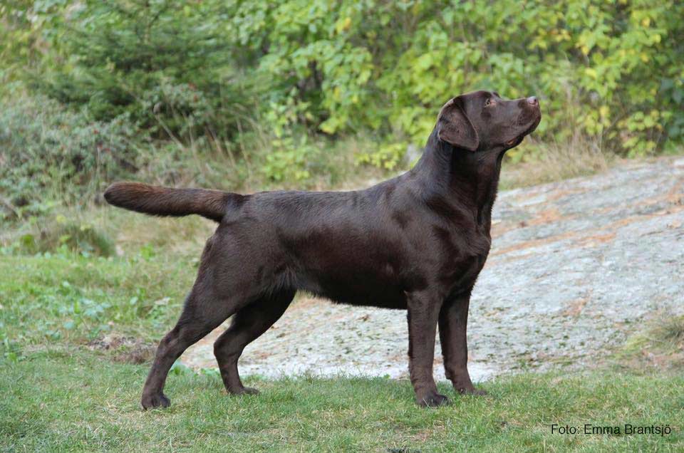 brun labrador står snyggt