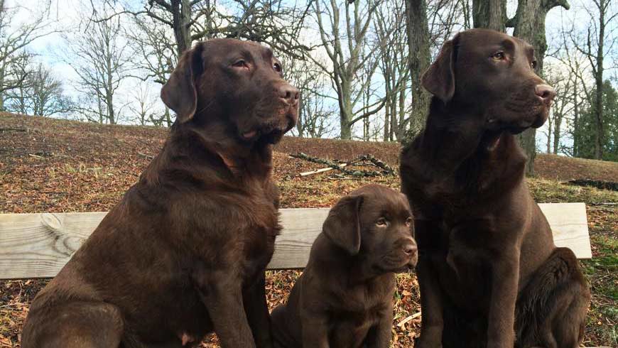 två vuxna bruna labradorer och en brun valp