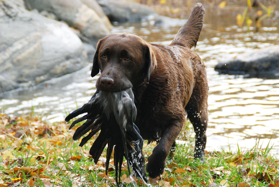 brun labrador står snyggt