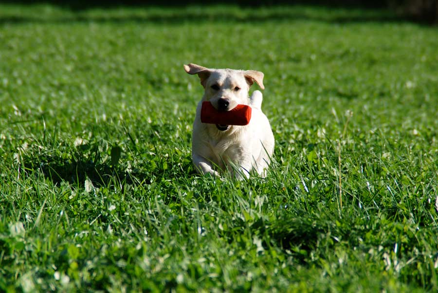 gul labrador apporterar dummie