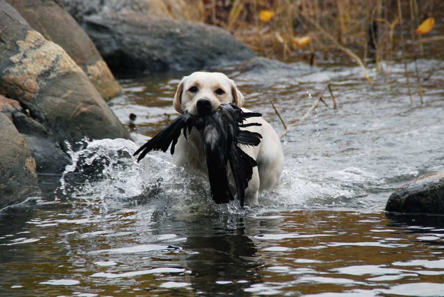 gul labrador apporterar fågel