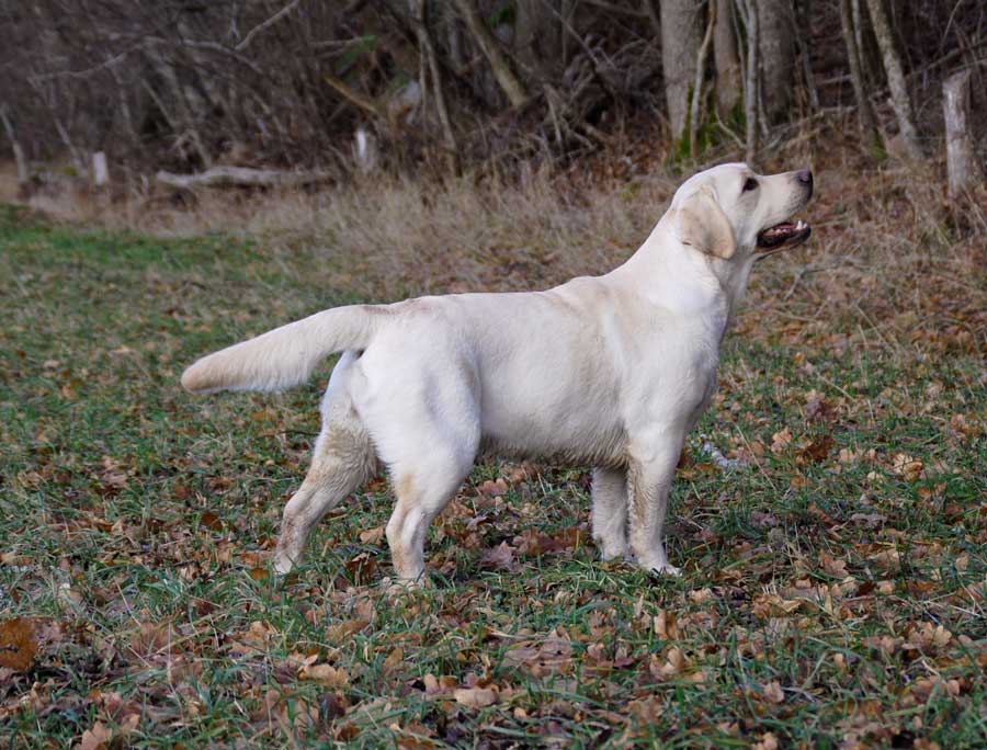 Uppfödaren med sin labrador fint uppställd