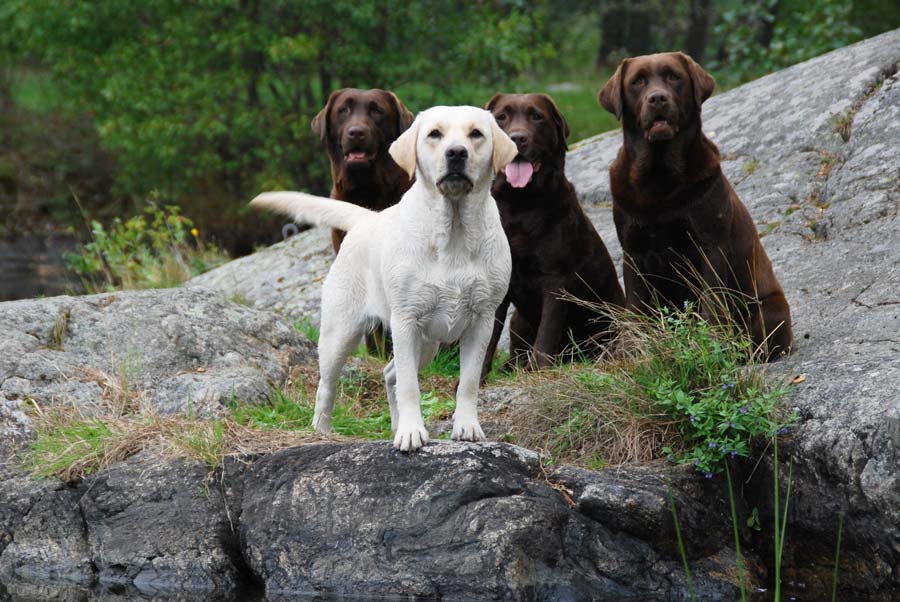 gul labrador står på en sten vid vattnet