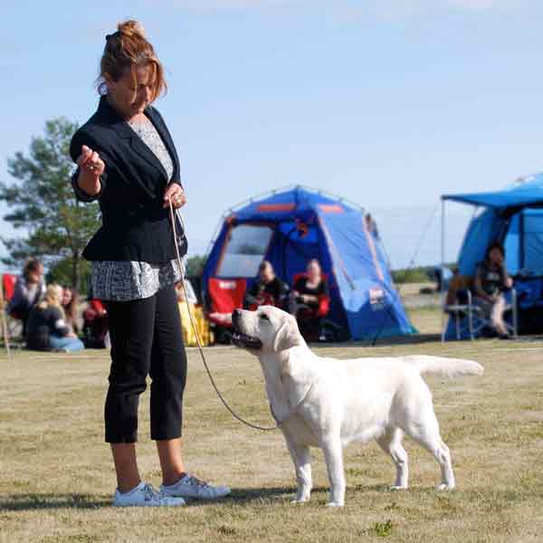 Uppfödaren med sin labrador fint uppställd