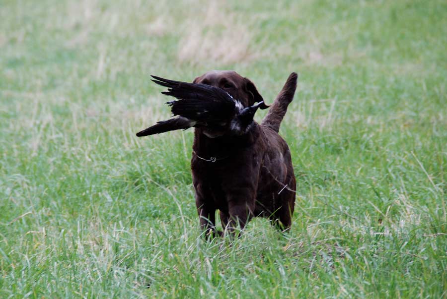 brun labrador apporterar fågel