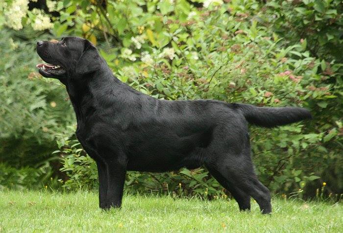 En svart labradorhane står på gräs