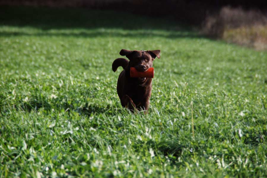 brun labrador apporterar dummie