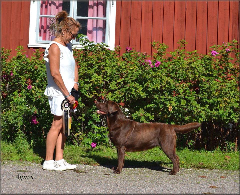 brun labrador står snyggt