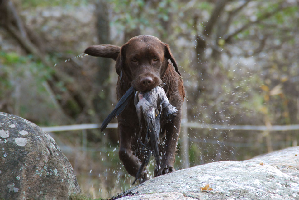 brun labrador apporterar fågel i vatten