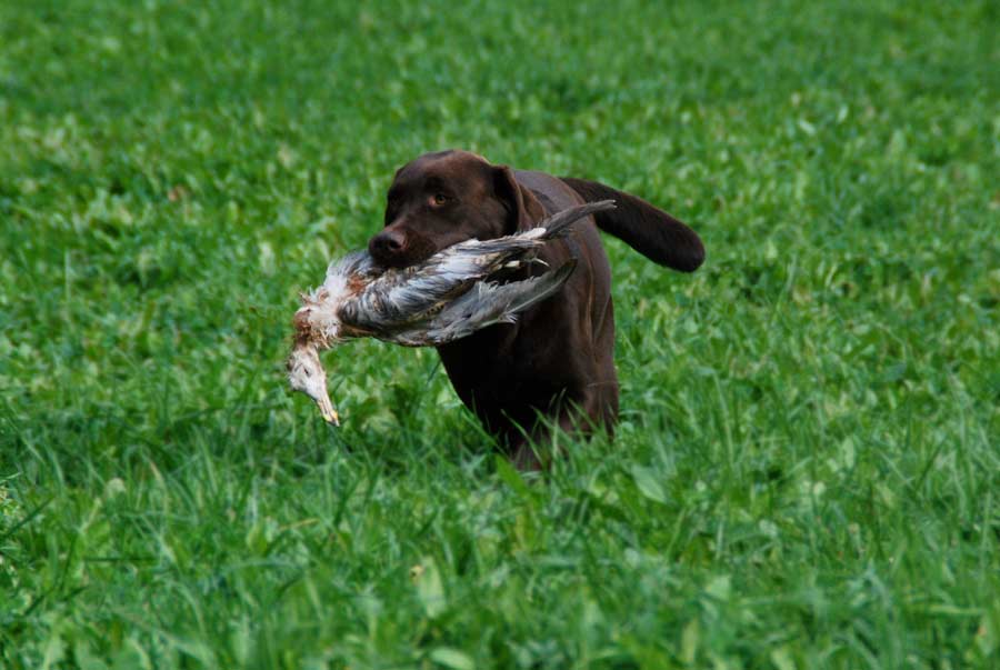 brun labrador apporterar fågel