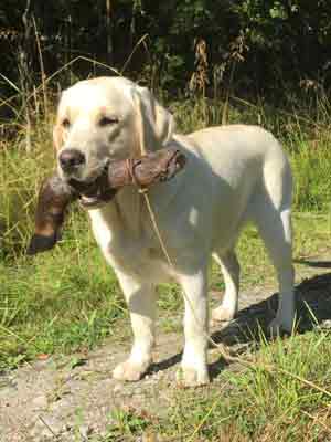 gul labrador med klöver i munnen